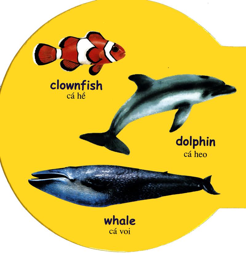 Từ Điển Anh - Việt Bằng Hình: Sea Animals - Động Vật Biển - ảnh 7