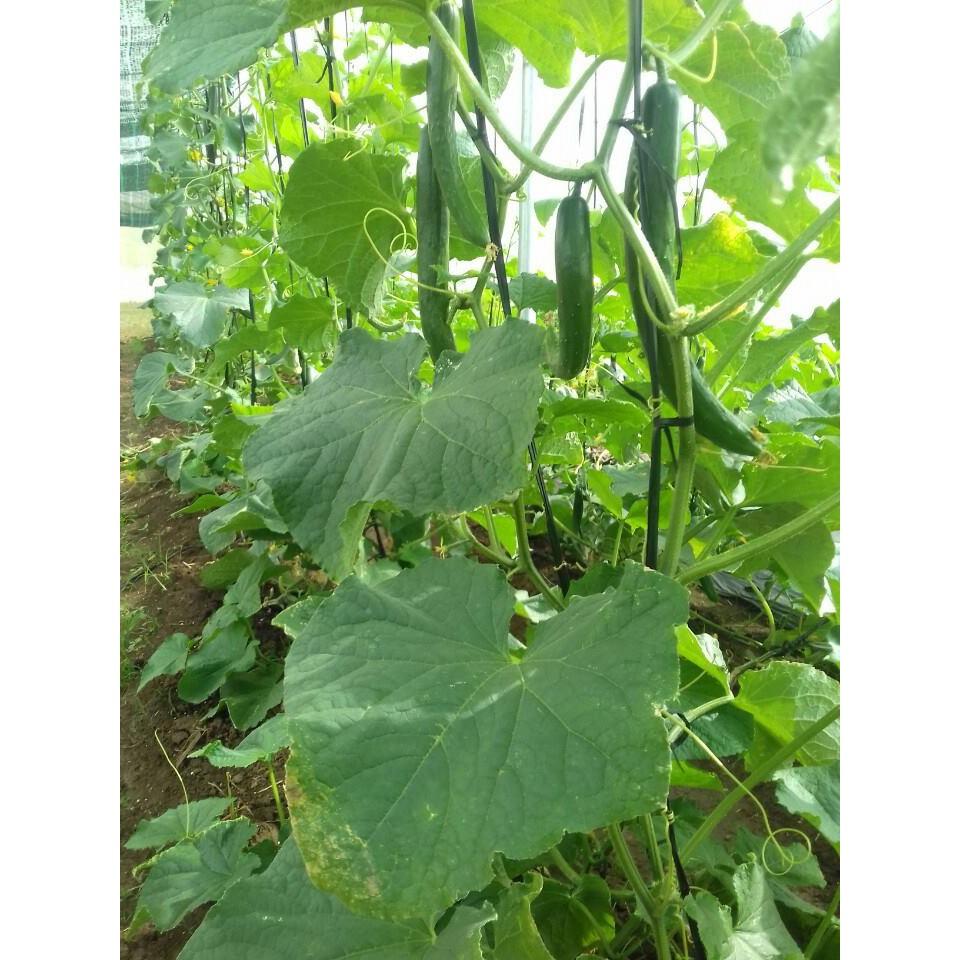 Hạt giống Dưa Chuột Trái Dài Nhật - 10 hạt/gói