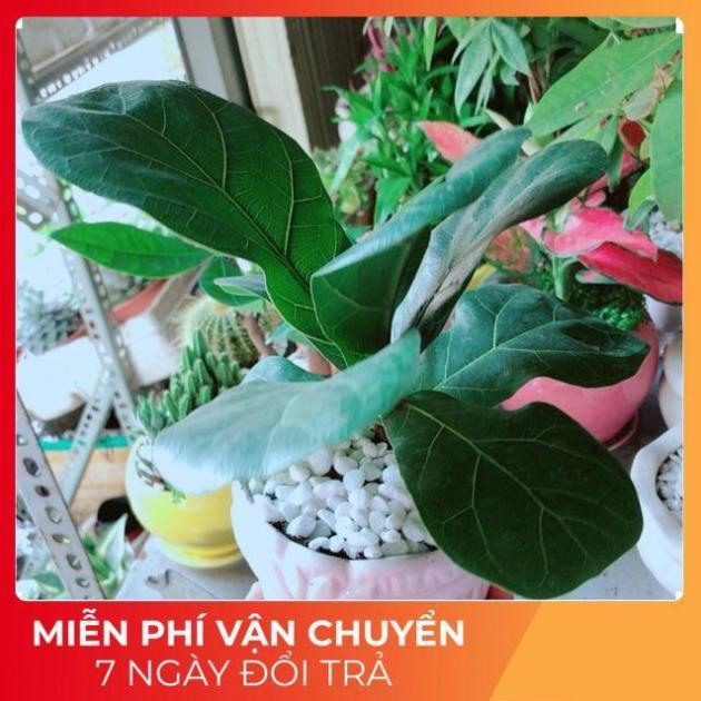 Chậu Bàng Singapore