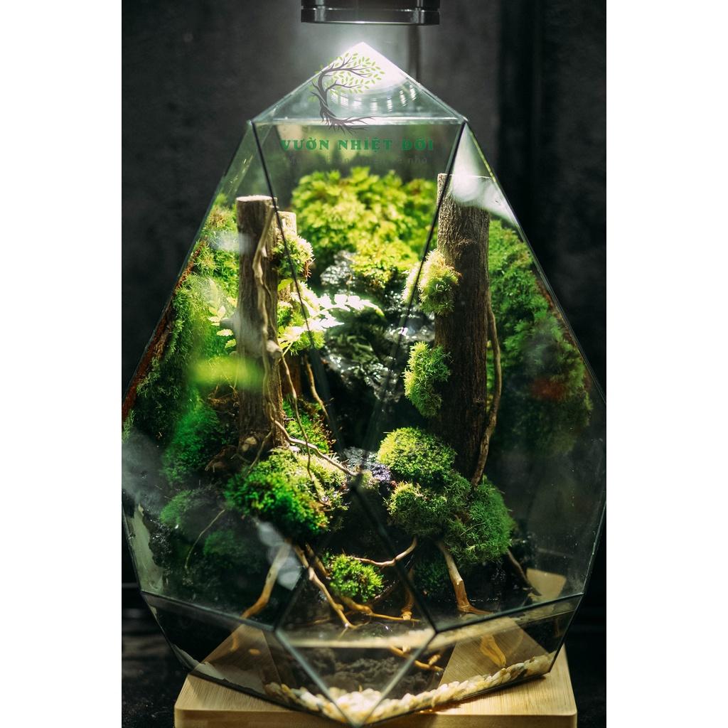 Bể Terrarium Đa Giác Setup Bán Cạn Để Bàn Làm Việc