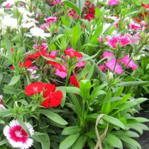 Hạt giống hoa cẩm chướng