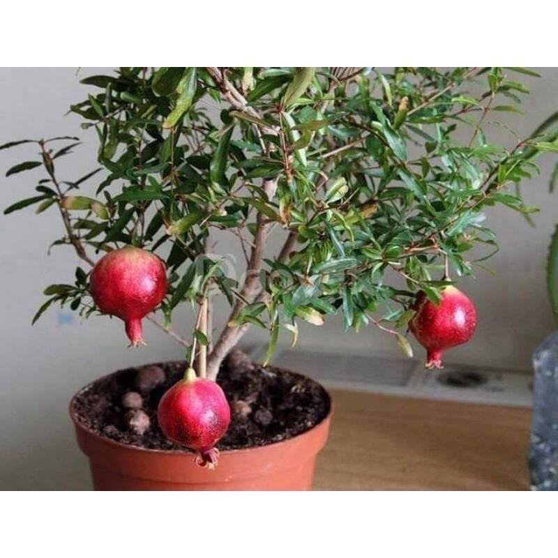 Cây giống lựu đỏ ấn độ siêu sớm