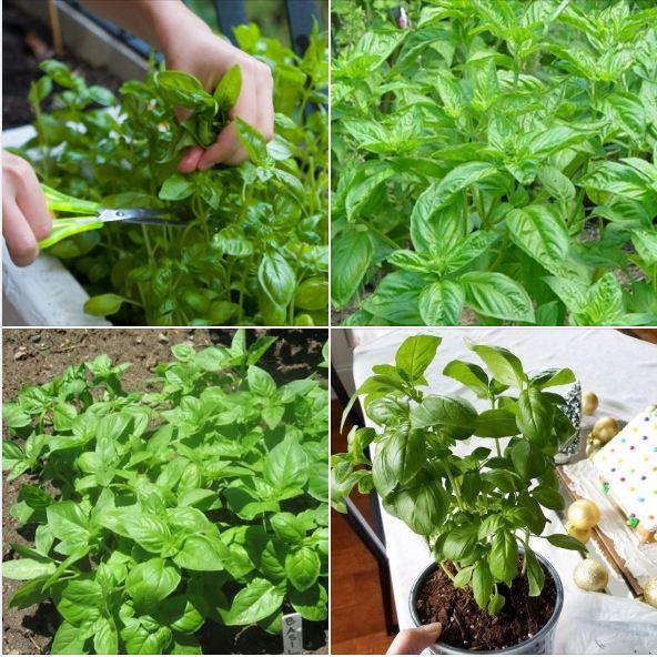 Hạt giống rau Húng tây dể trồng f1- gói 1gram--tặng kèm gói phân bón lót