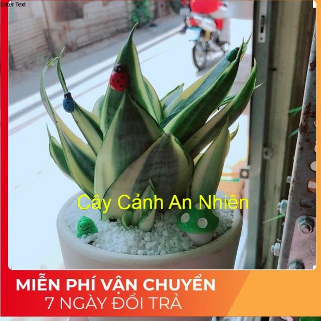 Chậu lưỡi hổ thái