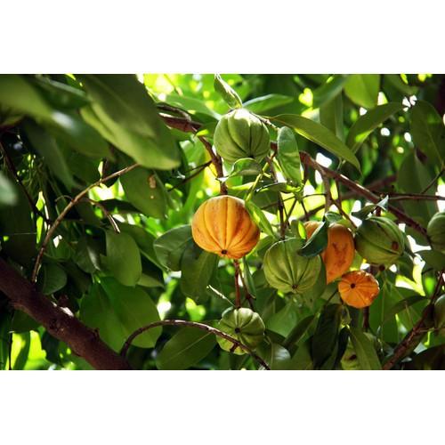 CÂY GIỐNG CÂY TAI CHUA CAO SẢN, DÒNG QUẢ SỚM, SIÊU KINH TẾ -