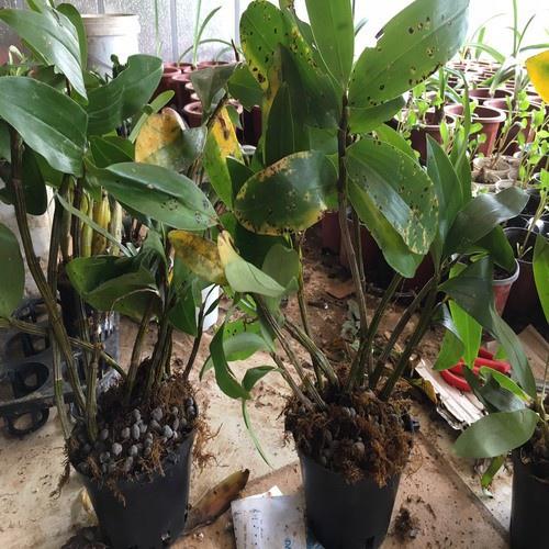 CHẬU LAN KIỀU HỒNG - DÒNG LAN THỦY TIÊN - CHẬU TRỒNG THUẦN TRÊN 2 NĂM SIÊU ĐẸP