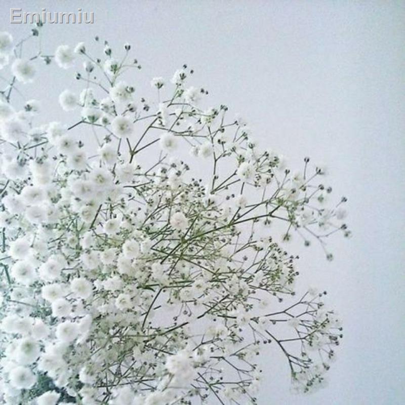 ✚Hoa gypsophila tự nhiên
