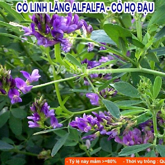 Combo 5 Loại Hạt Cỏ Chăn Nuôi Phổ Biến Hiện Nay - Cỏ Voi Lai, Mulato II, Keo Dậu, So Đũa, Alfalfa