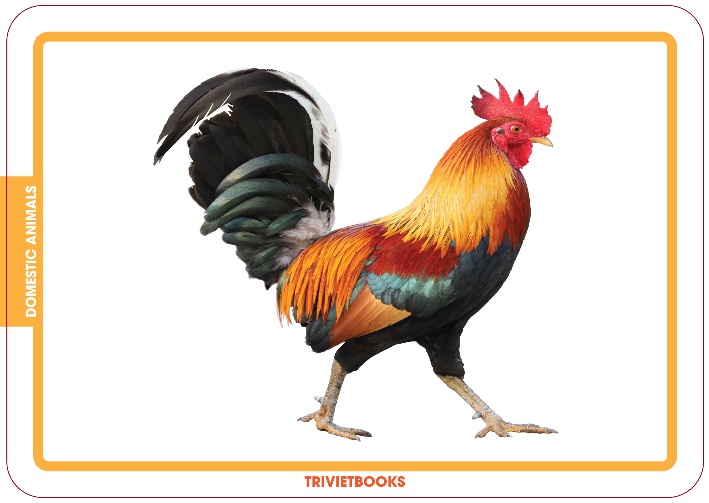 Bộ Thẻ Học Thông Minh Cho Bé - Flashcard Song Ngữ - Động vật nuôi - Domestic animals - Trí Việt