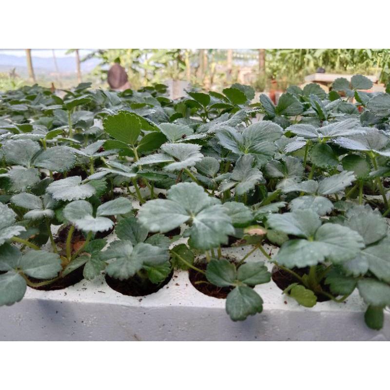 COMBO 10 CÂY, DÂU TÂY GIỐNG CHỊU NHIỆT TRÁI NGỌT THUẦN KHÍ HẬU SỨC SỐNG CAO ĐẸP
