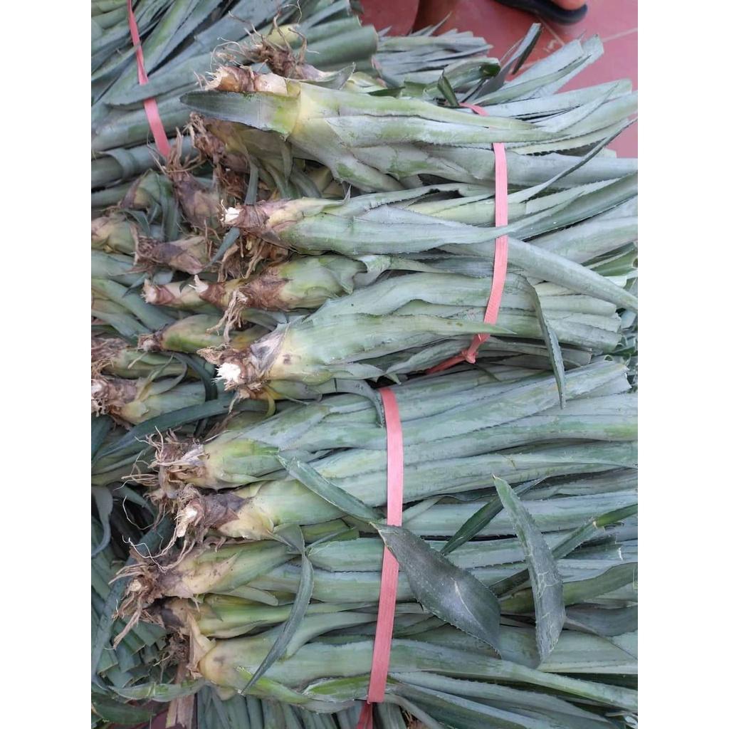 CÂY GIỐNG DỨA TRÁI LỚN