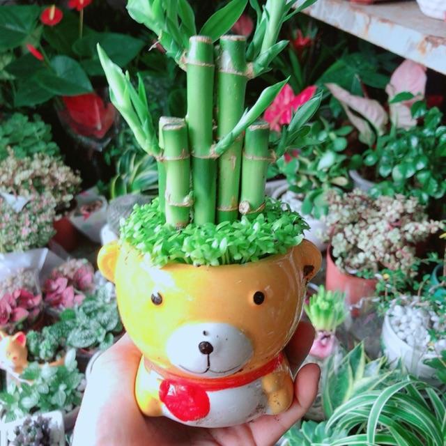 Chậu Cây Trúc Phát Tài