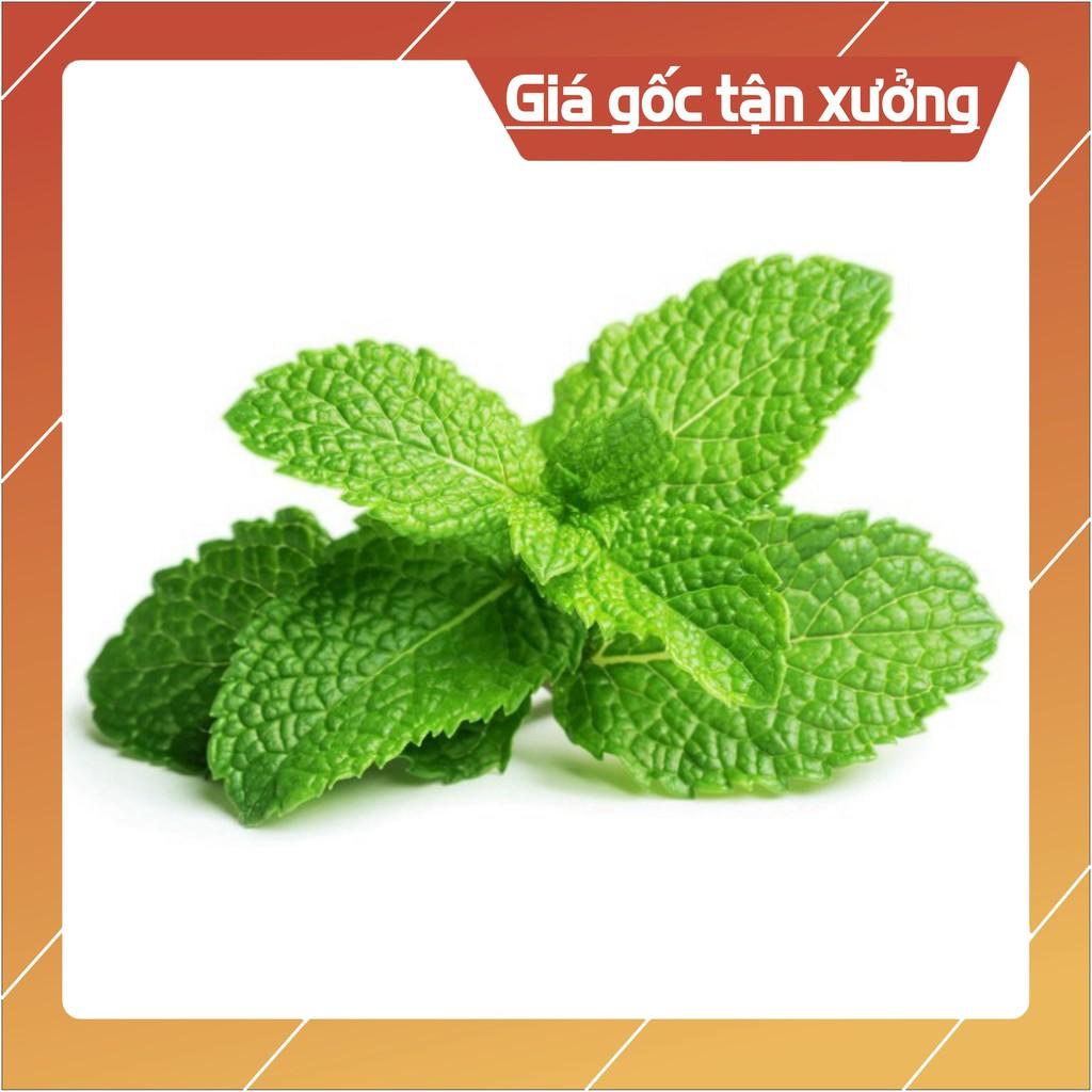 0.1g Hạt Giống Húng Bạc Hà