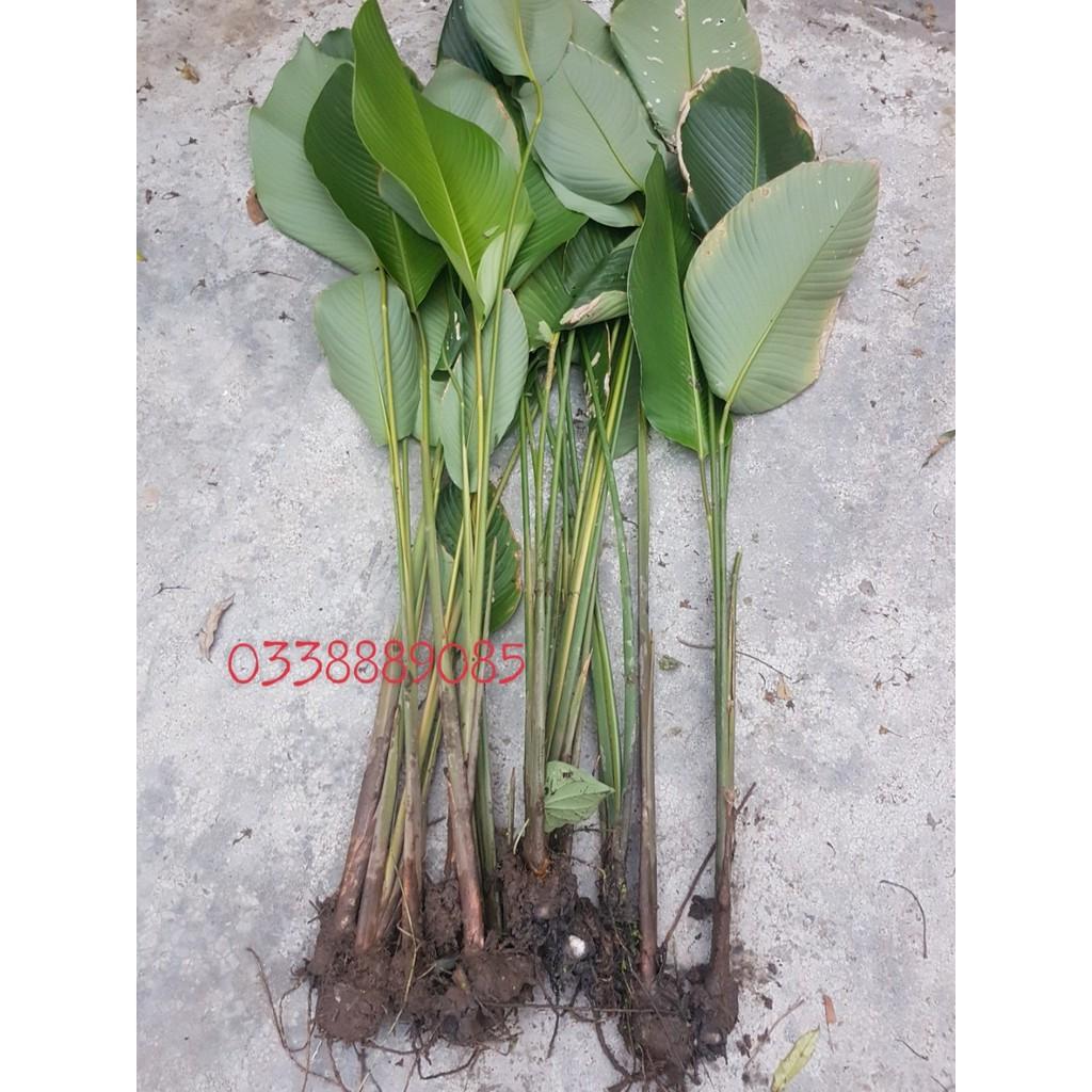 CHUẨN - 10 Cây Giống Dong Riềng Làm Cảnh 60cm 981SP