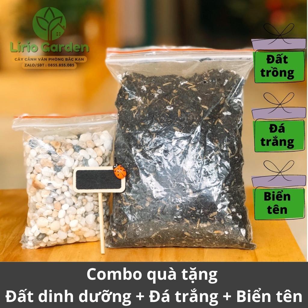Cây giữ tiền