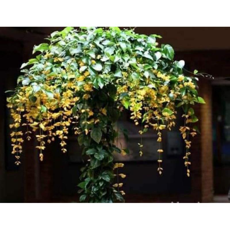 CÂY HOA LAN HOÀNG DƯƠNG CAO TRÊN 1M