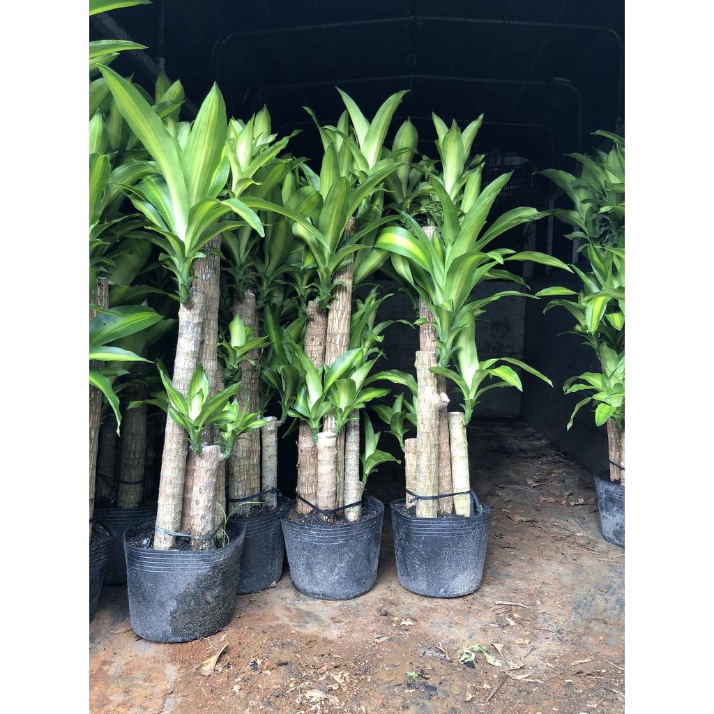 Chậu 5 cây phát tài trang trí trong nhà - văn phòng chỉ giao tại TP.HCM