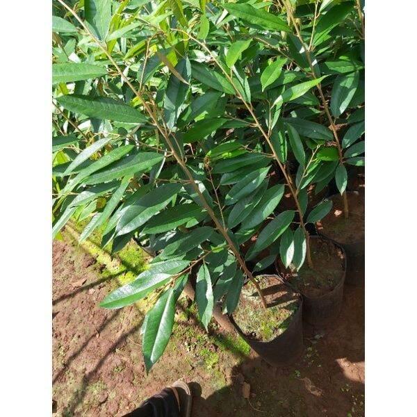 CÂY GIỐNG SẦU RIÊNG BLACK THORN SIÊU SỚM