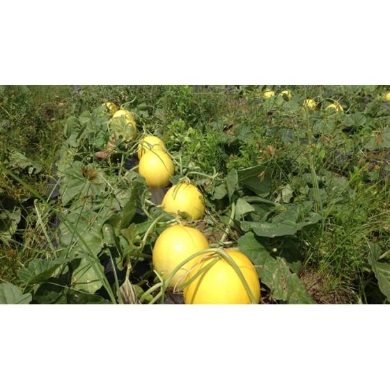 Hạt Giống Dưa Lê Siêu Trái Siêu Ngọt Hồng Kim Long F1 383 - Phú Nông Seeds
