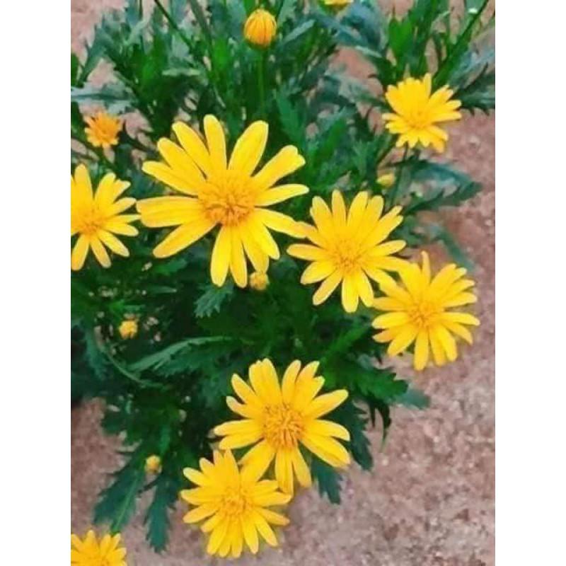 500 HẠT GIỐNG CÚC THÂN GỖ