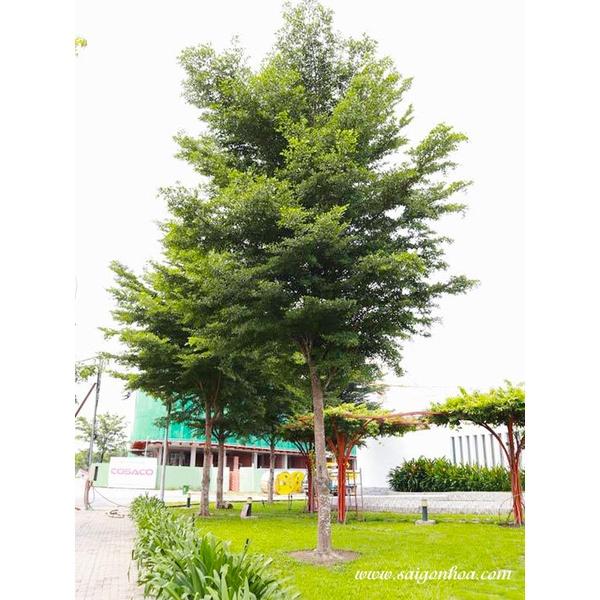 Cây giống Bàng Đài Loan .