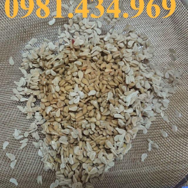 Xả981- Hạt giống bình bát dây đẹp chuẩn