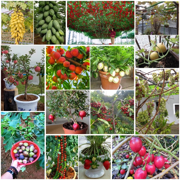 Bộ phân bón hữu cơ sinh học - dịch trùn quế tốt lá và kích thích ra hoa - Bio 01+04