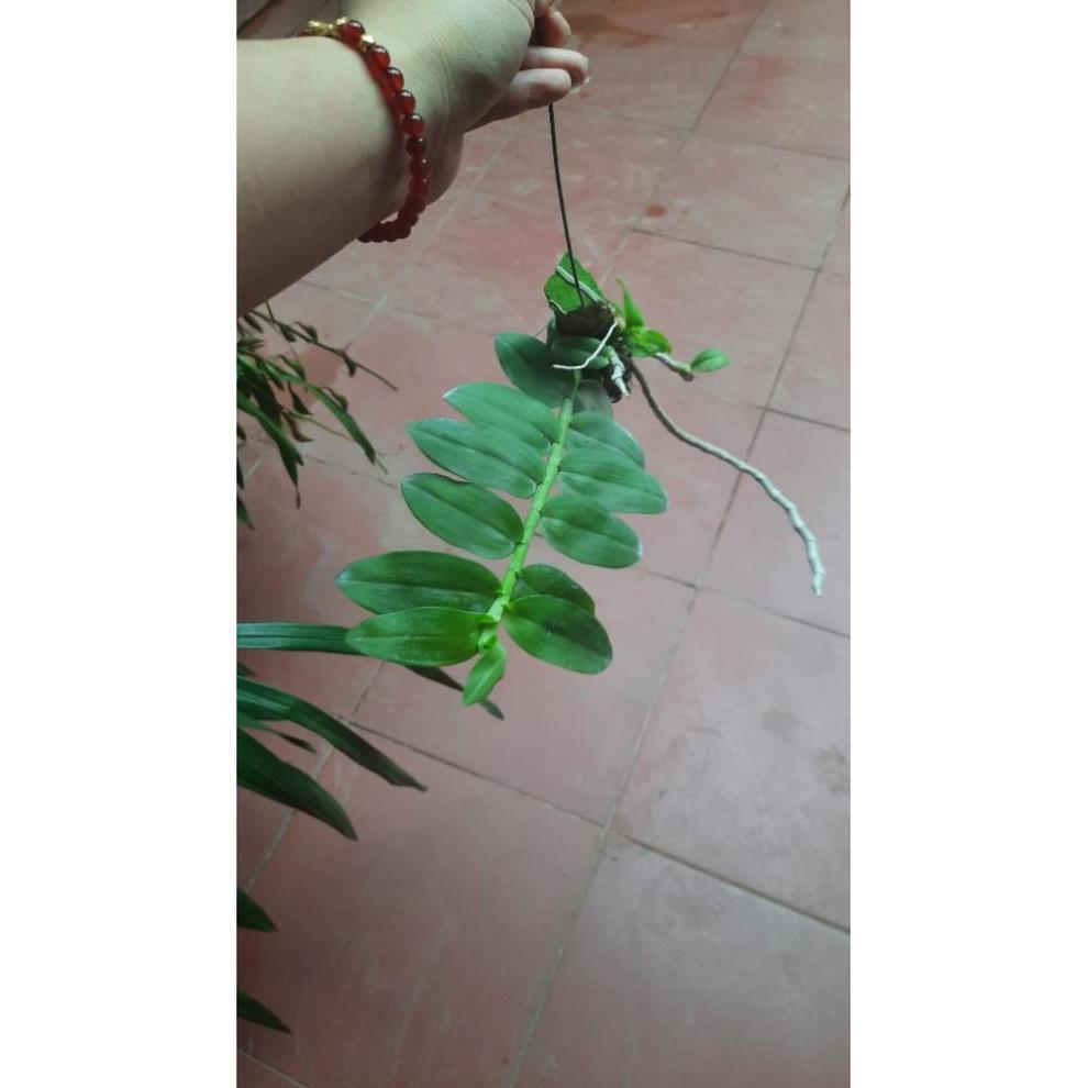 Hoa Phong Lan Phi Điệp Tím Thái