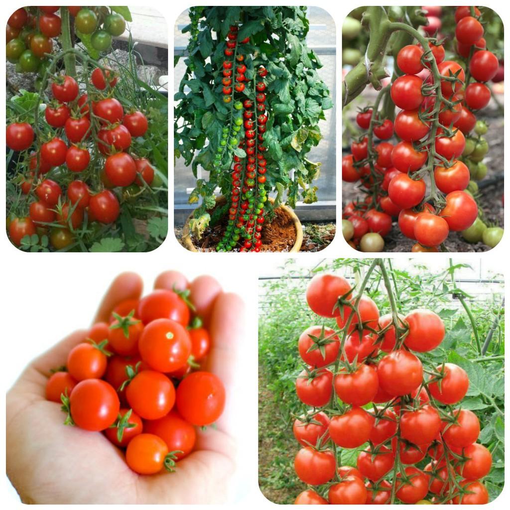 Hạt giống Cà chua bi chùm, cà chua cherry, cà chua chuỗi ngọc siêu quả tỷ lệ nảy mầm cao Dễ trồng