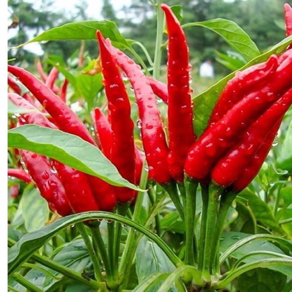 HẠT GIỐNG ỚT CHỈ THIÊN F1 RẤT CAY SIÊU QUẢ 5GRAM