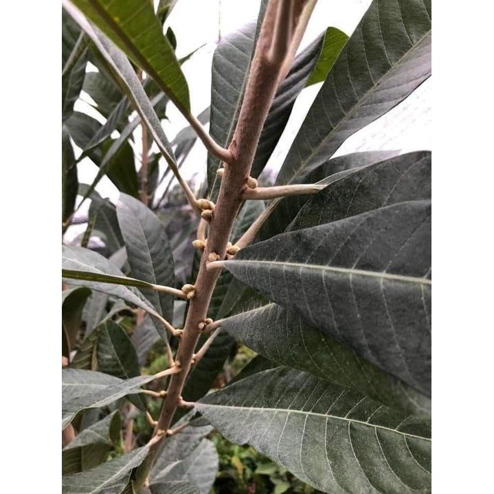 Cây giống hồng xiêm ruột đỏ khổng lồ