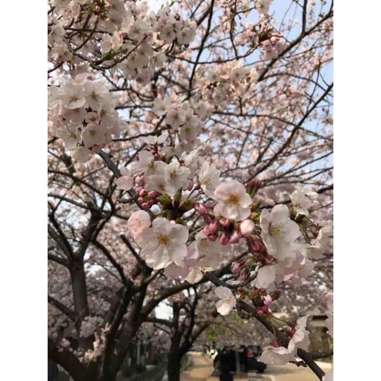 Cây hoa anh đào Nhật Bản.., ra hoa quanh năm