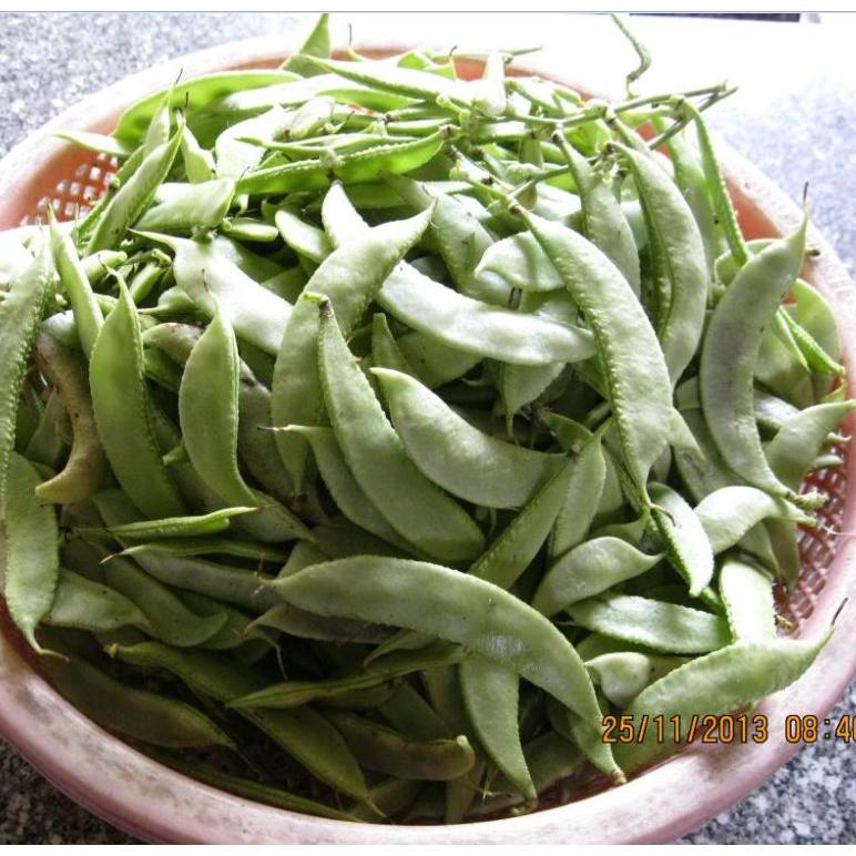 Hạt giống đậu ván xanh F1 KNS382 - Gói 5 hạt
