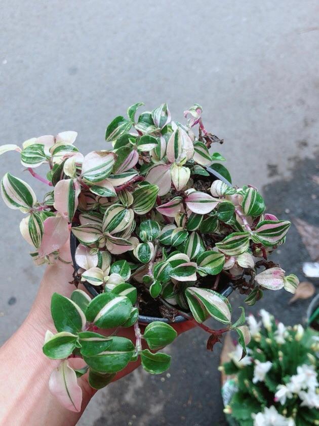 Cây Thằn Lằn Thái