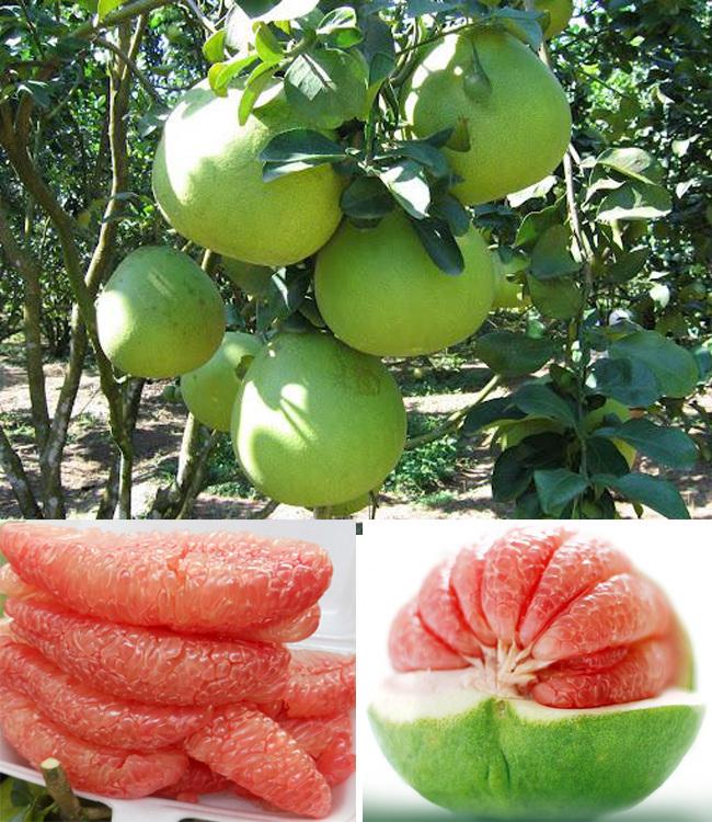Bưởi da xanh miền bắc