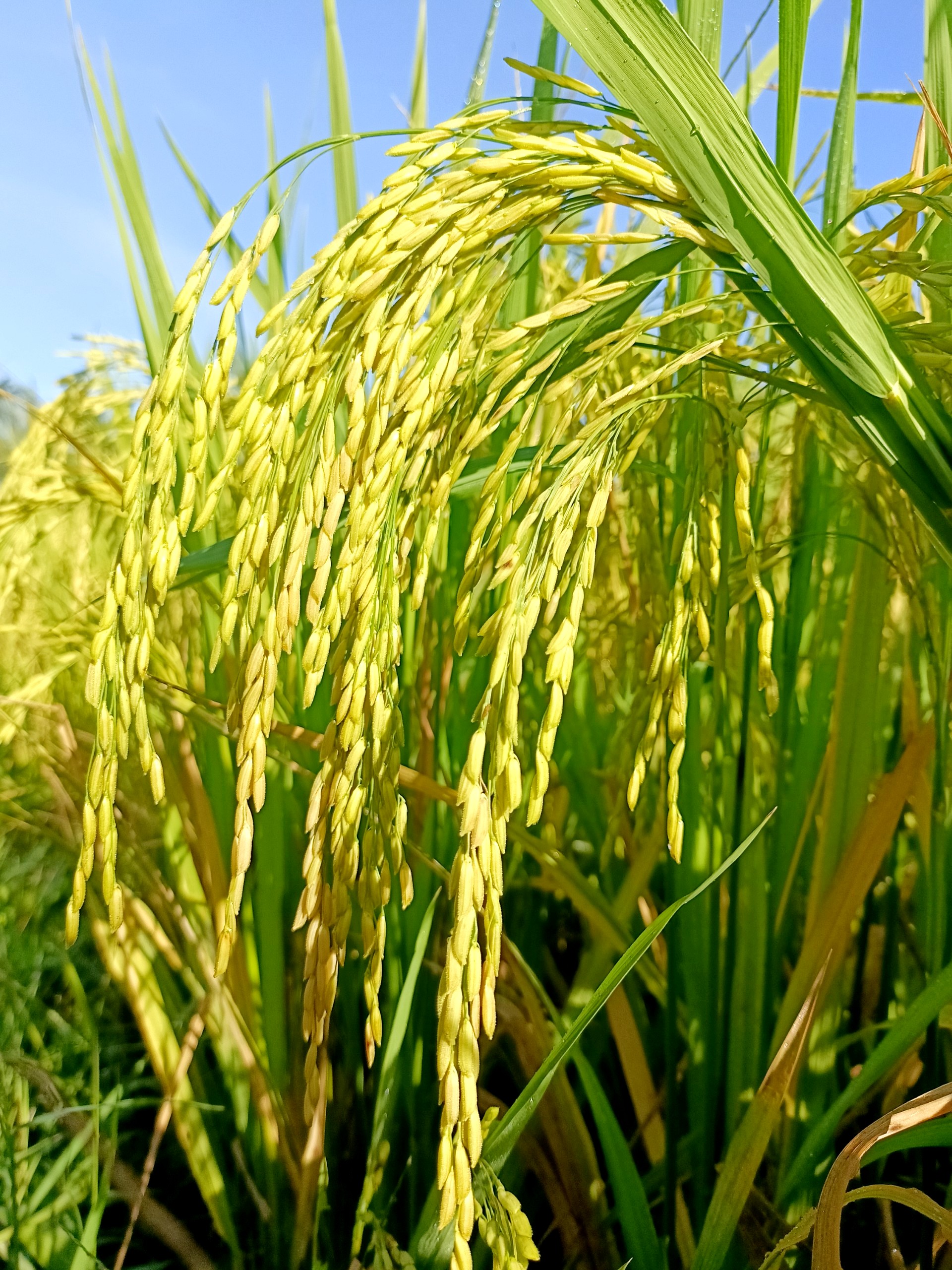 PHÂN BÓN GIÚP LÚA TRỔ THOÁT ĐỒNG LOẠT, VÔ GẠO CỰC NHANH, HẠT VÀNG SÁNG, NẶNG KÍ - SIÊU VÔ GẠO 500ML