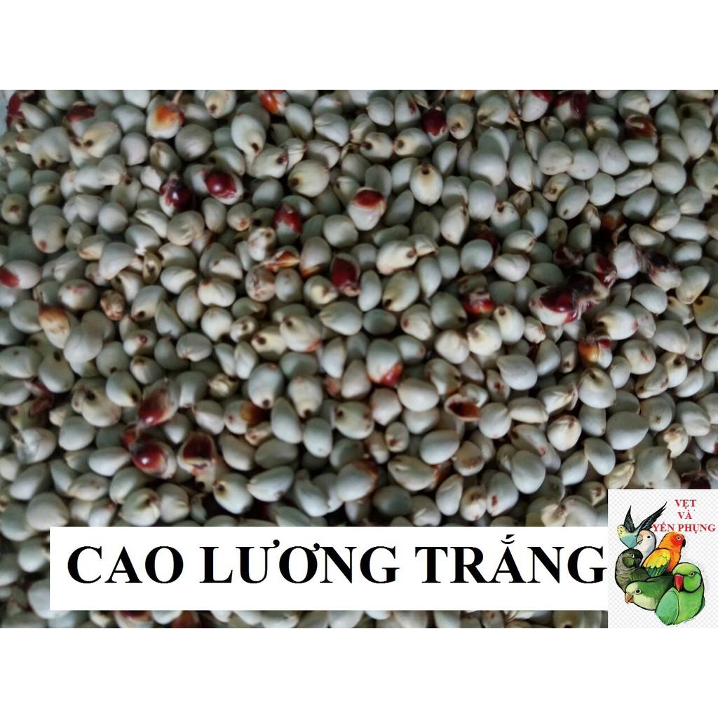 1Kg Cao lương trắng cho Thú cưng, Vẹt