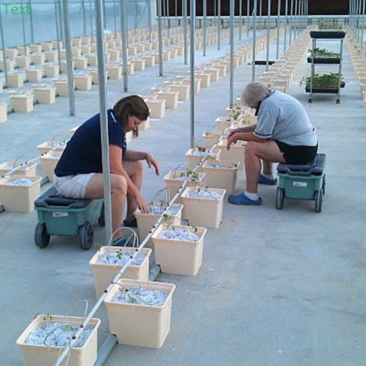 Sử dụng đá Perlite namix làm giá thể thủy canh