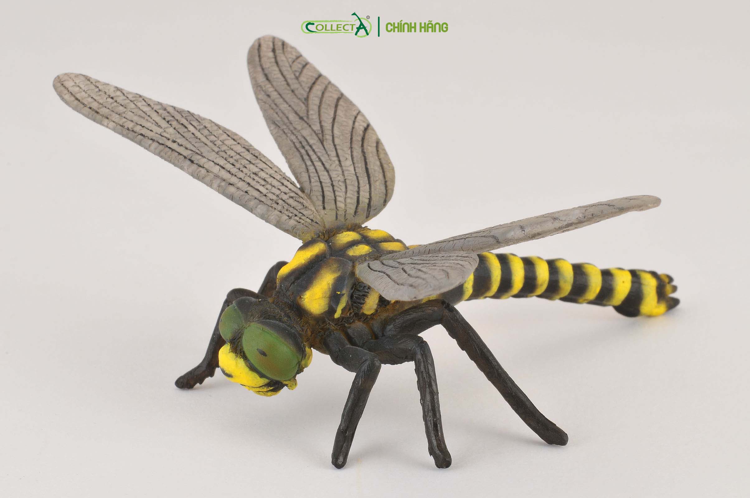 Mô hình thu nhỏ: Chuồn Chuồn Ngô - Golden-Ringed Dragonfly , hiệu: CollectA, mã HS 9653060[88350] -  Chất liệu an toàn cho trẻ - Hàng chính hãng