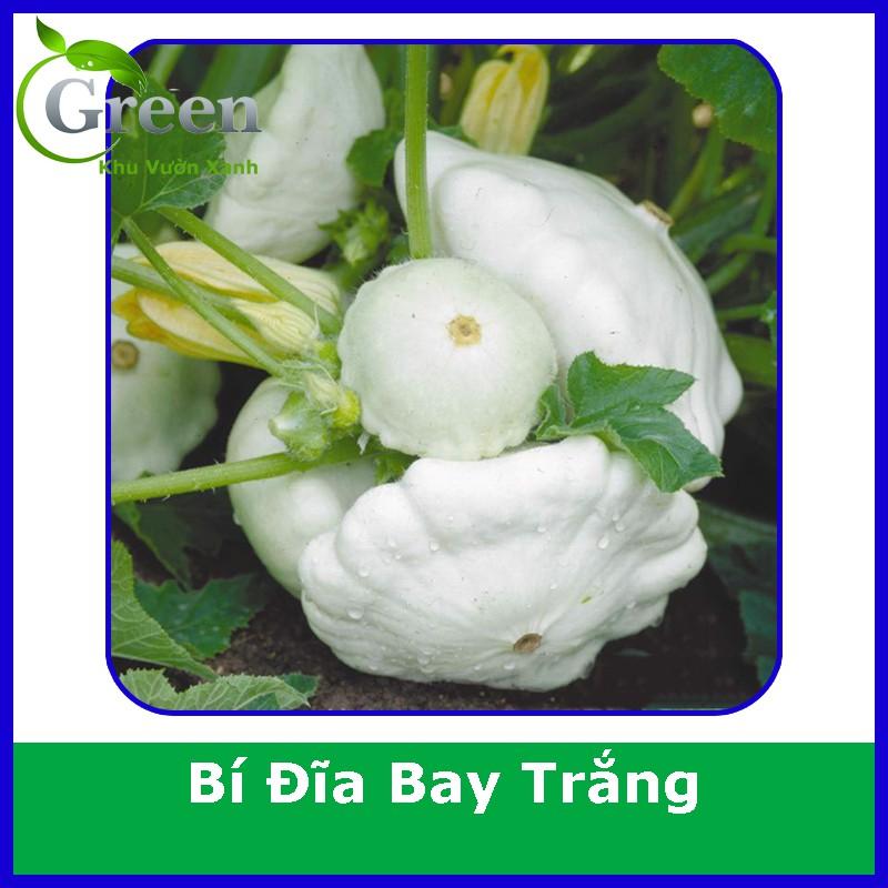 Hạt Giống Bí Đĩa Bay Trắng Sai Trái