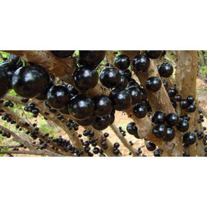 Cây giống Nho Thân Gỗ Cao 50cm