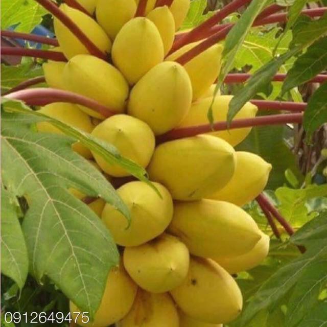 HẠT GIỐNG ĐU ĐỦ VÀNG