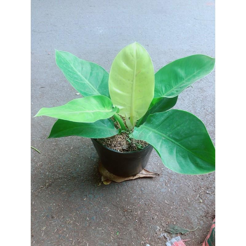 Trầu Bà Đế Vương