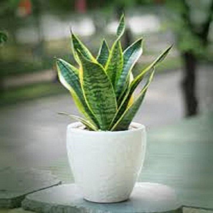 CÂY LƯỠI HỔ SIÊU LÙN SIÊU ĐẸP HÀNG THÁI,CÂY PHONG THỦY ĐỂ BÀN VƯỢNG KHÍ CHO GIA CHỦ