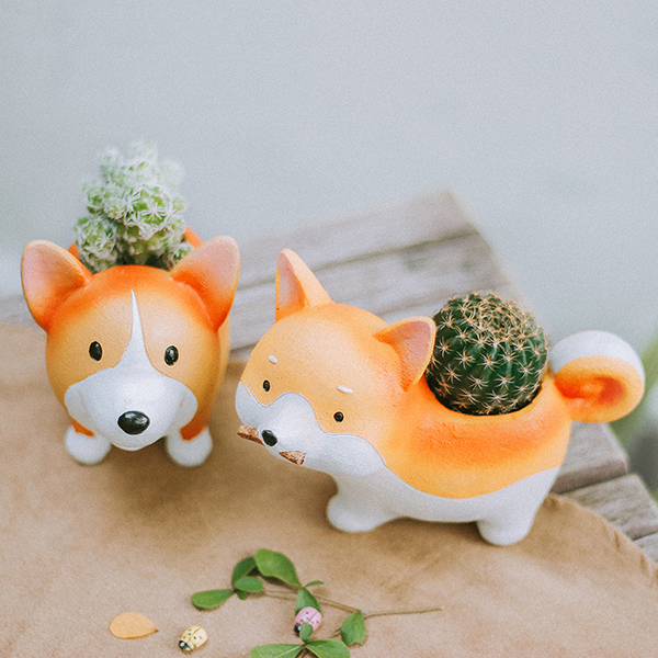 Sen Đá Xương Rồng Corgi