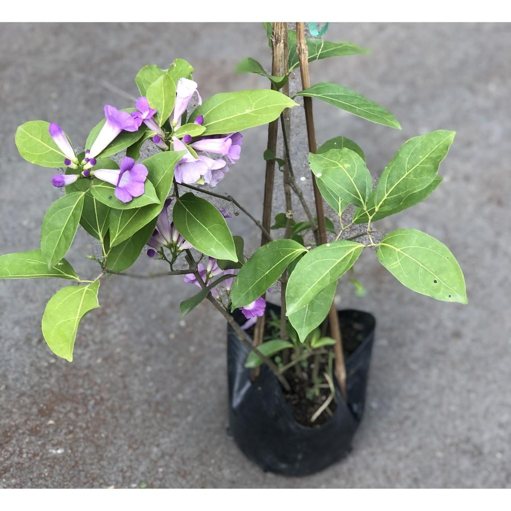 Chậu cây hoa Lan Tỏi