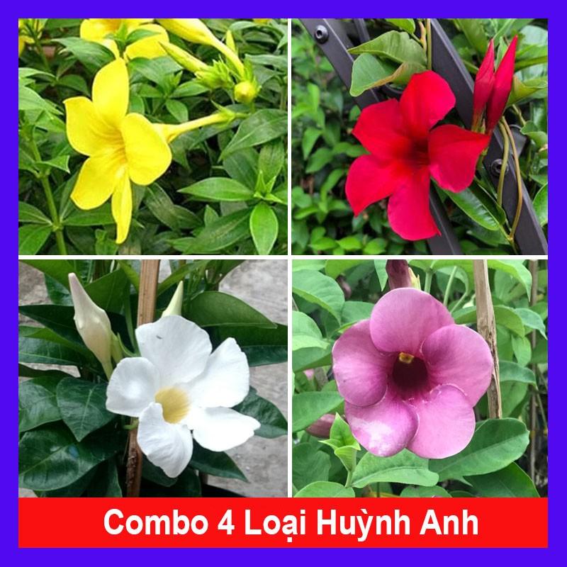 Combo 4 cây huỳnh anh ( cây huỳnh anh vàng + huỳnh anh đỏ + huỳnh anh trắng + huỳnh anh tím ) tặng phân bón cho cây