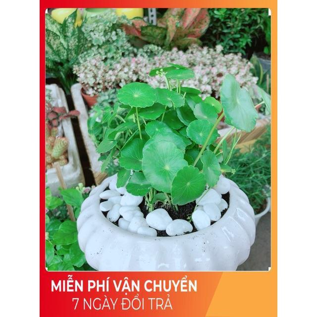 Chậu Cỏ Đồng Tiền