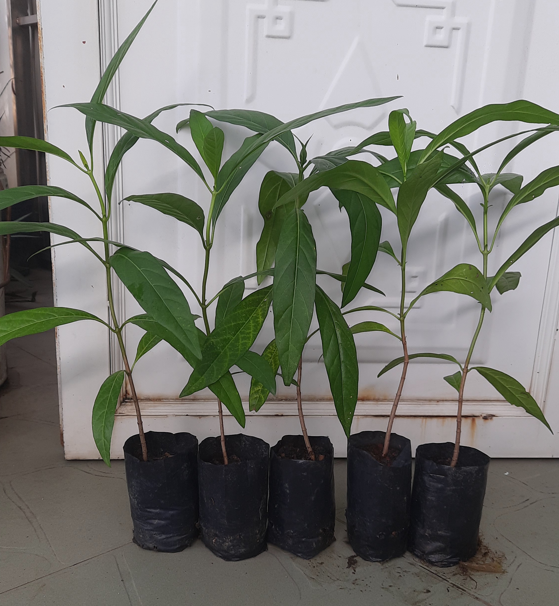 Combo 5 cây nhàu, chiều cao khoảng 25cm