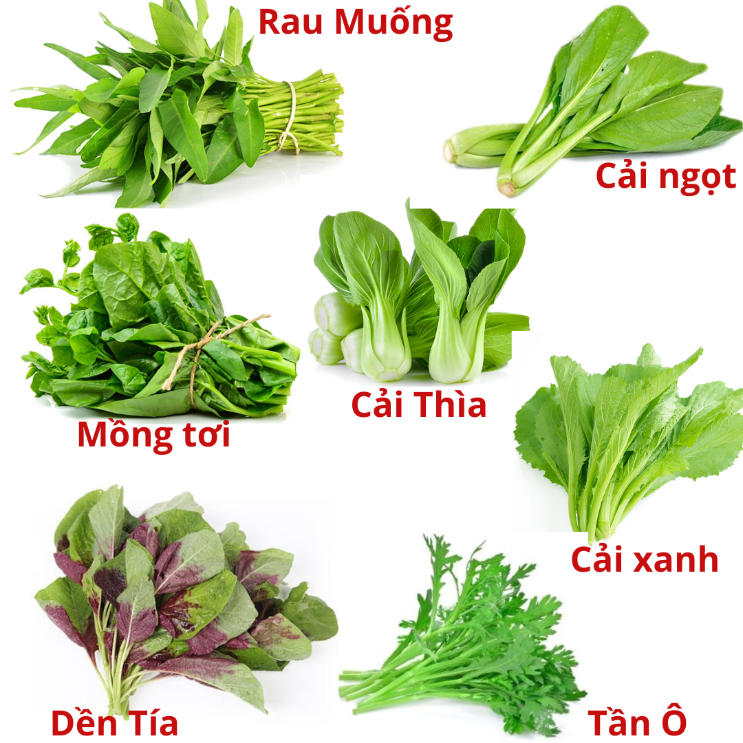 Combo 7 Loại Hạt Giống Rau Ăn Lá, nảy mầm cao.